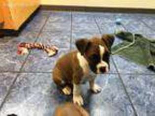 Boxer Puppy for sale in Swanton, VT, USA