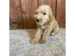 Goldendoodle Puppy for sale in Littleton, MA, USA