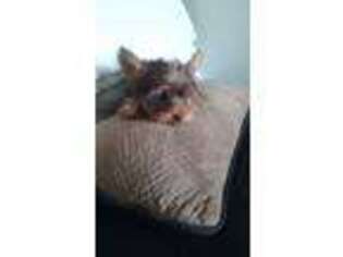 Yorkshire Terrier Puppy for sale in Findlay, IL, USA