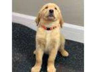 Golden Retriever Puppy for sale in Davenport, FL, USA
