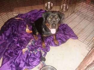 Rottweiler Puppy for sale in Hamilton, OH, USA