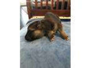 German Shepherd Dog Puppy for sale in Leander, TX, USA