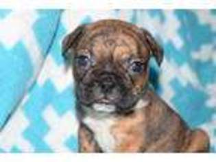 French Bulldog Puppy for sale in Florence, OR, USA