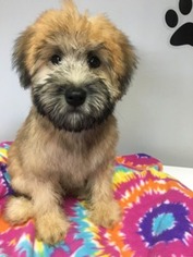 Soft Coated Wheaten Terrier Puppy for sale in Mundelein, IL, USA