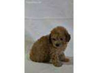 Mutt Puppy for sale in Mooresville, MO, USA