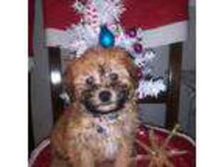 Mutt Puppy for sale in Salem, MA, USA