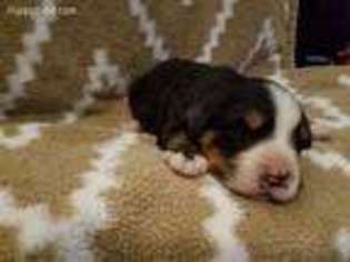 Bernese Mountain Dog Puppy for sale in Poplar Bluff, MO, USA