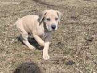 Great Dane Puppy for sale in Rockwell City, IA, USA