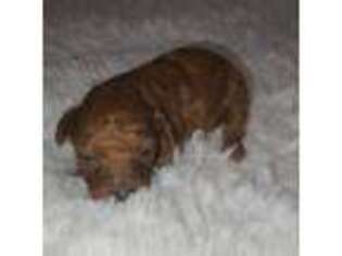 Mutt Puppy for sale in Oviedo, FL, USA