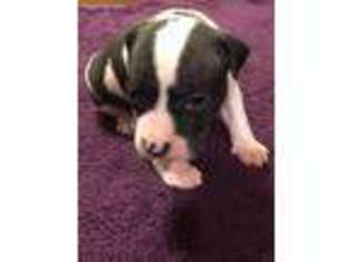 American Staffordshire Terrier Puppy for sale in Statesboro, GA, USA