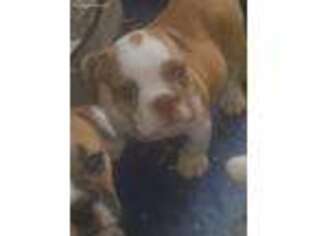 Bulldog Puppy for sale in Vidalia, GA, USA
