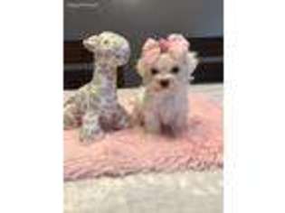 Maltese Puppy for sale in Hollywood, FL, USA