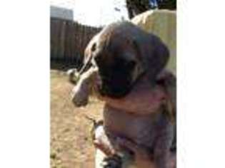 Mastiff Puppy for sale in Santa Barbara, CA, USA