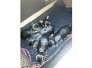 Yorkshire Terrier Puppy for sale in LINDEN, NJ, USA