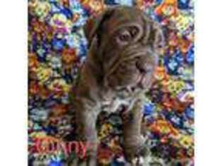 Neapolitan Mastiff Puppy for sale in Kansas City, MO, USA