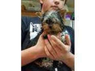 Yorkshire Terrier Puppy for sale in Staley, NC, USA