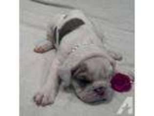 Olde English Bulldogge Puppy for sale in MOUNT UNION, PA, USA