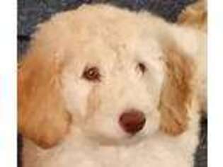 Goldendoodle Puppy for sale in Granby, MA, USA