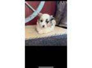 Pembroke Welsh Corgi Puppy for sale in Longview, TX, USA