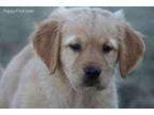 Golden Retriever Puppy for sale in Keene, TX, USA