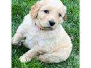 Goldendoodle Puppy for sale in Salinas, CA, USA