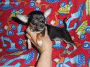 Chihuahua Puppy for sale in Fox Lake, IL, USA