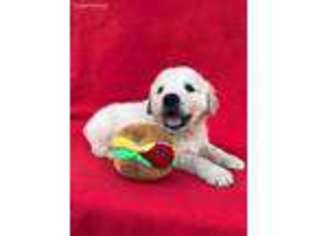 Golden Retriever Puppy for sale in Brooksville, FL, USA