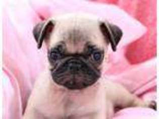 Pug Puppy for sale in Dundee, OH, USA