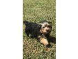 Yorkshire Terrier Puppy for sale in Fruitland Park, FL, USA
