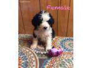 Bernese Mountain Dog Puppy for sale in Smithton, MO, USA
