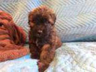 Mutt Puppy for sale in Lancing, TN, USA