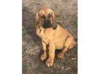 Bloodhound Puppy for sale in Greenville, KY, USA