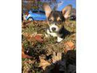 Pembroke Welsh Corgi Puppy for sale in Seymour, CT, USA