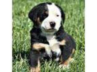Greater Swiss Mountain Dog Puppy for sale in Bernville, PA, USA