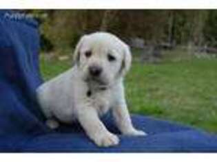 Labrador Retriever Puppy for sale in Colville, WA, USA