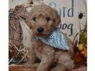 Goldendoodle Puppy for sale in East Palestine, OH, USA