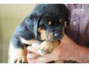 Rottweiler Puppy for sale in Phoenix, AZ, USA