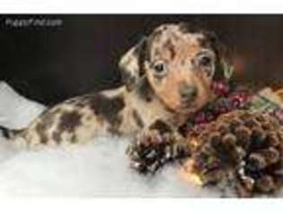 Dachshund Puppy for sale in Blountville, TN, USA