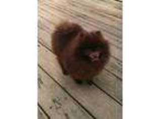 Pomeranian Puppy for sale in Jacksonville, AL, USA