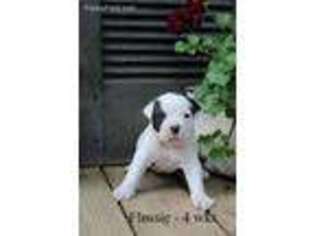 American Bulldog Puppy for sale in Afton, NY, USA