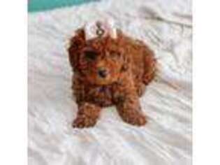 Mutt Puppy for sale in Gainesville, GA, USA