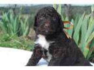 Labradoodle Puppy for sale in Center Ridge, AR, USA