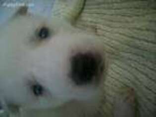 Siberian Husky Puppy for sale in Oneida, KY, USA