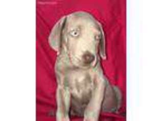 Weimaraner Puppy for sale in La Verne, CA, USA