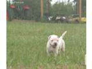 American Bulldog Puppy for sale in Caryville, FL, USA