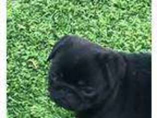 Pug Puppy for sale in San Diego, CA, USA