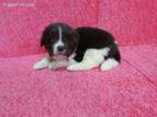 Newfoundland Puppy for sale in North Collins, NY, USA