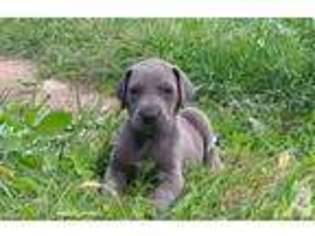 Great Dane Puppy for sale in FREEPORT, PA, USA