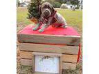 German Shorthaired Pointer Puppy for sale in Hinesville, GA, USA