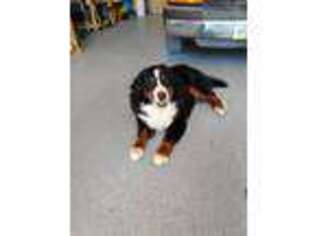 Bernese Mountain Dog Puppy for sale in Leon, IA, USA